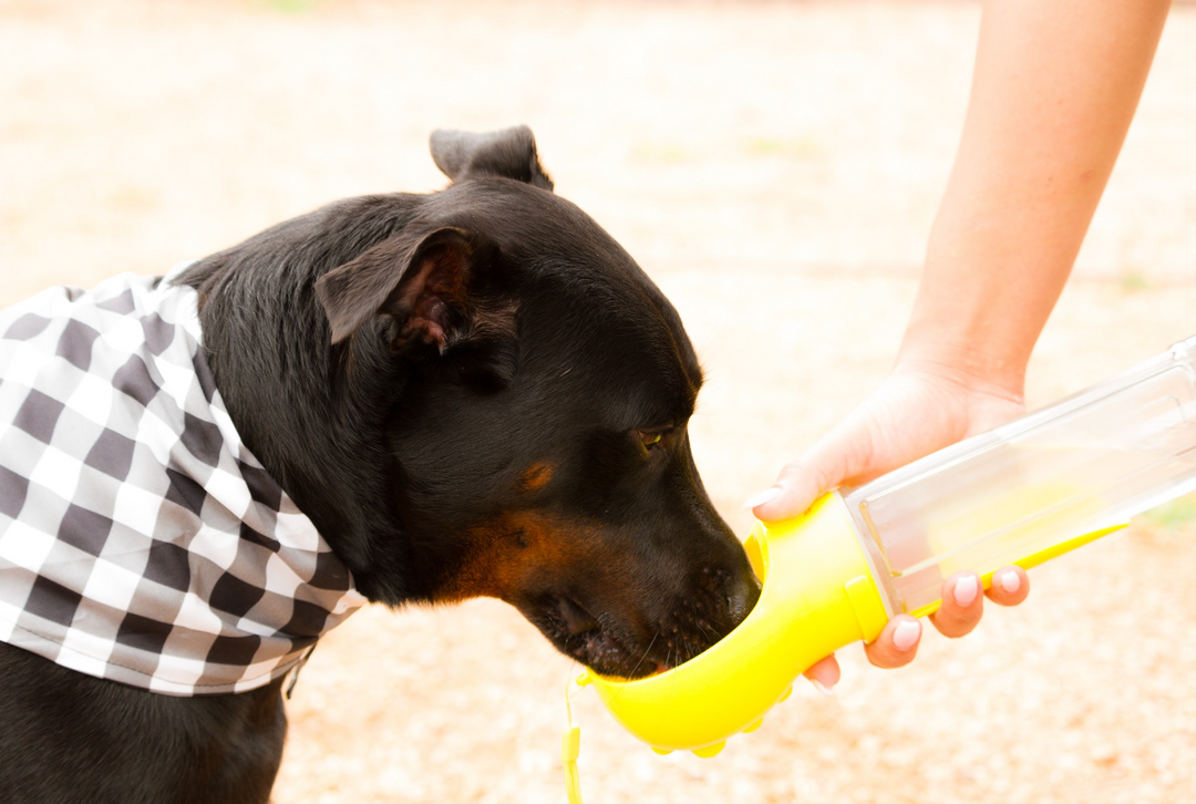 The Life Shortening Effects of Dehydration; How Much Water Should Your Dog Drink Daily?