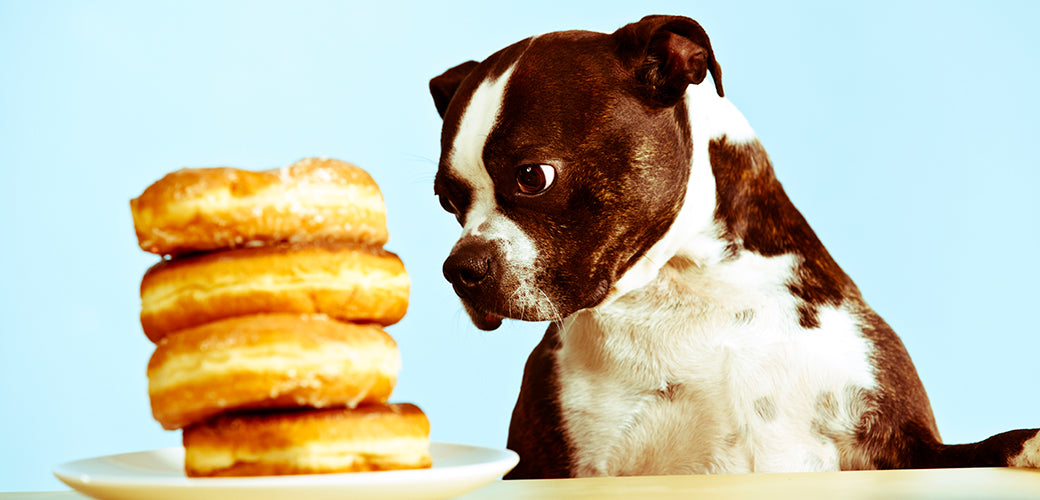 Can Dogs Eat...? Every Dog Owner Needs to be Aware of the Following Foods.